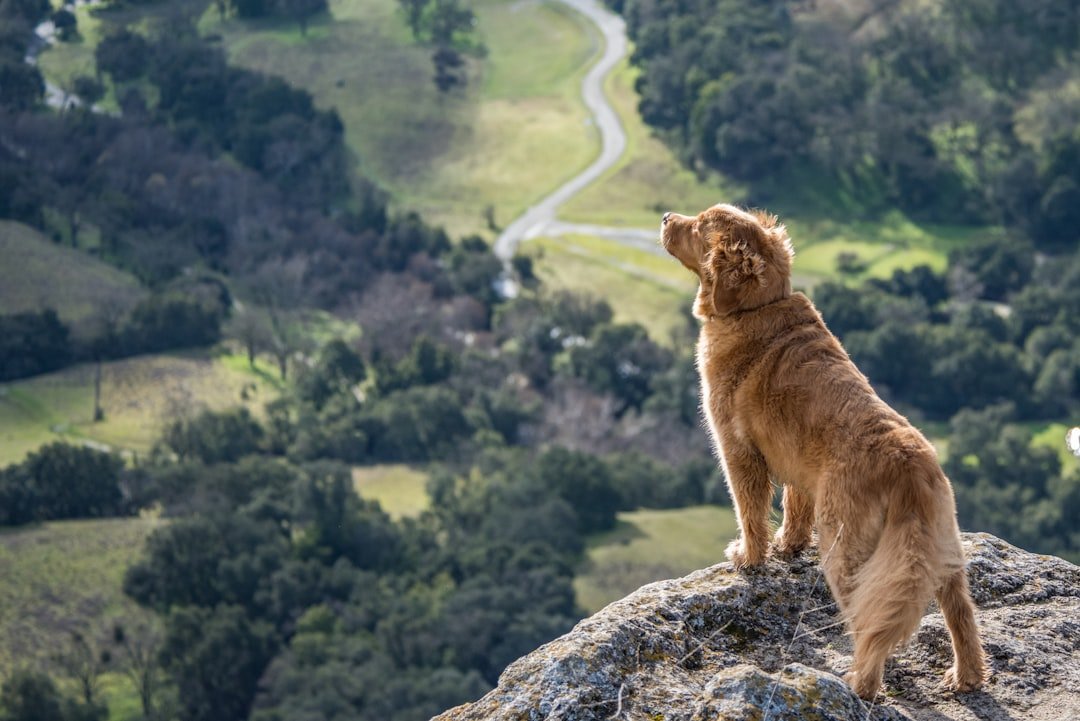 The Golden Retriever: Your Loyal Adventure Partner (image credits: unsplash)