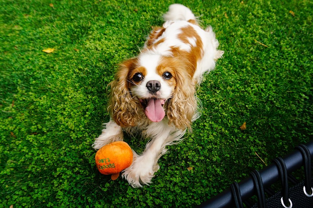 The Elegant Cavalier King Charles Spaniel: Gentle Nobility (image credits: unsplash)