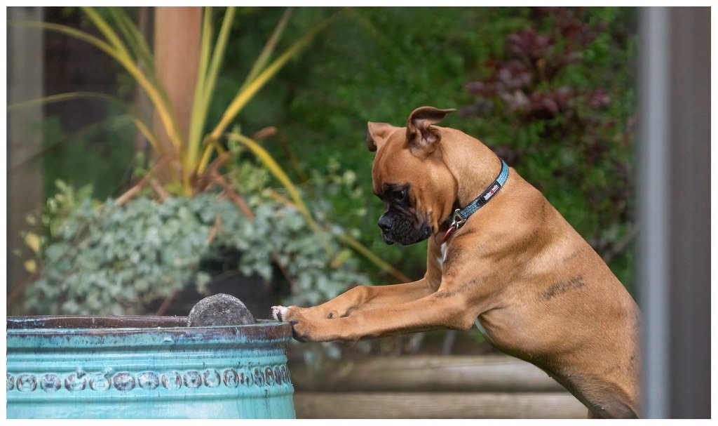 The Robust Boxer: Your Playful Protector (image credits: flickr)