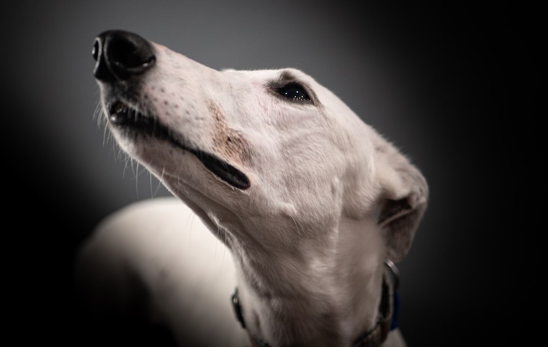 The Gentle Giant Greyhound – Your Couch Potato Dream (image credits: unsplash)