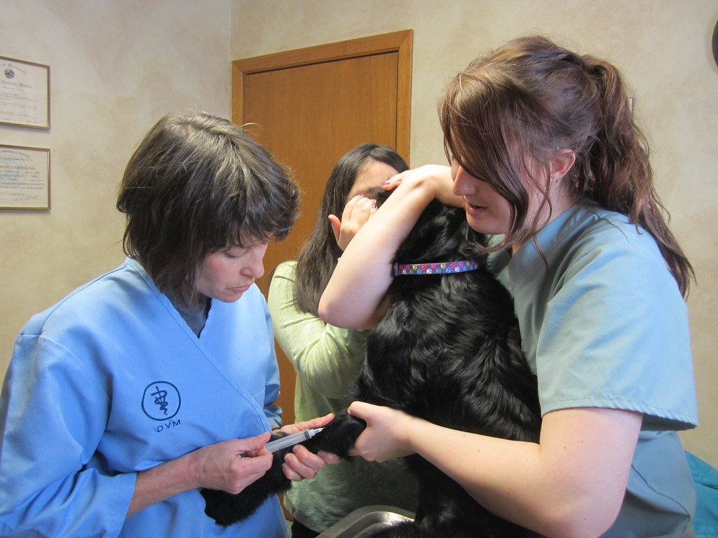 Health Considerations You Need to Know (image credits: flickr)