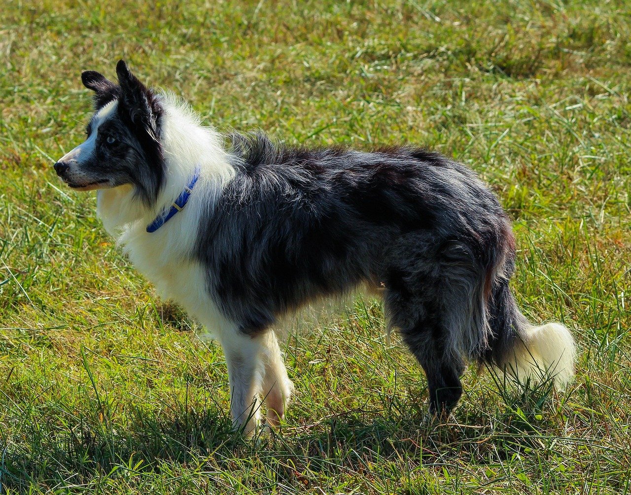 Border Collies - The Workaholics Who Never Rest (image credits: pixabay)