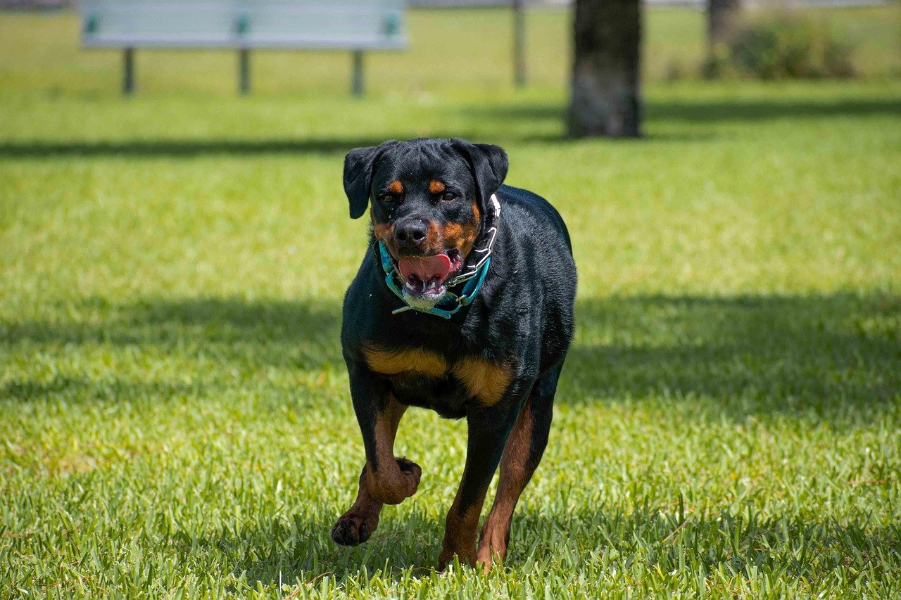 Rottweilers - The Loving Powerhouses (image credits: pixabay)