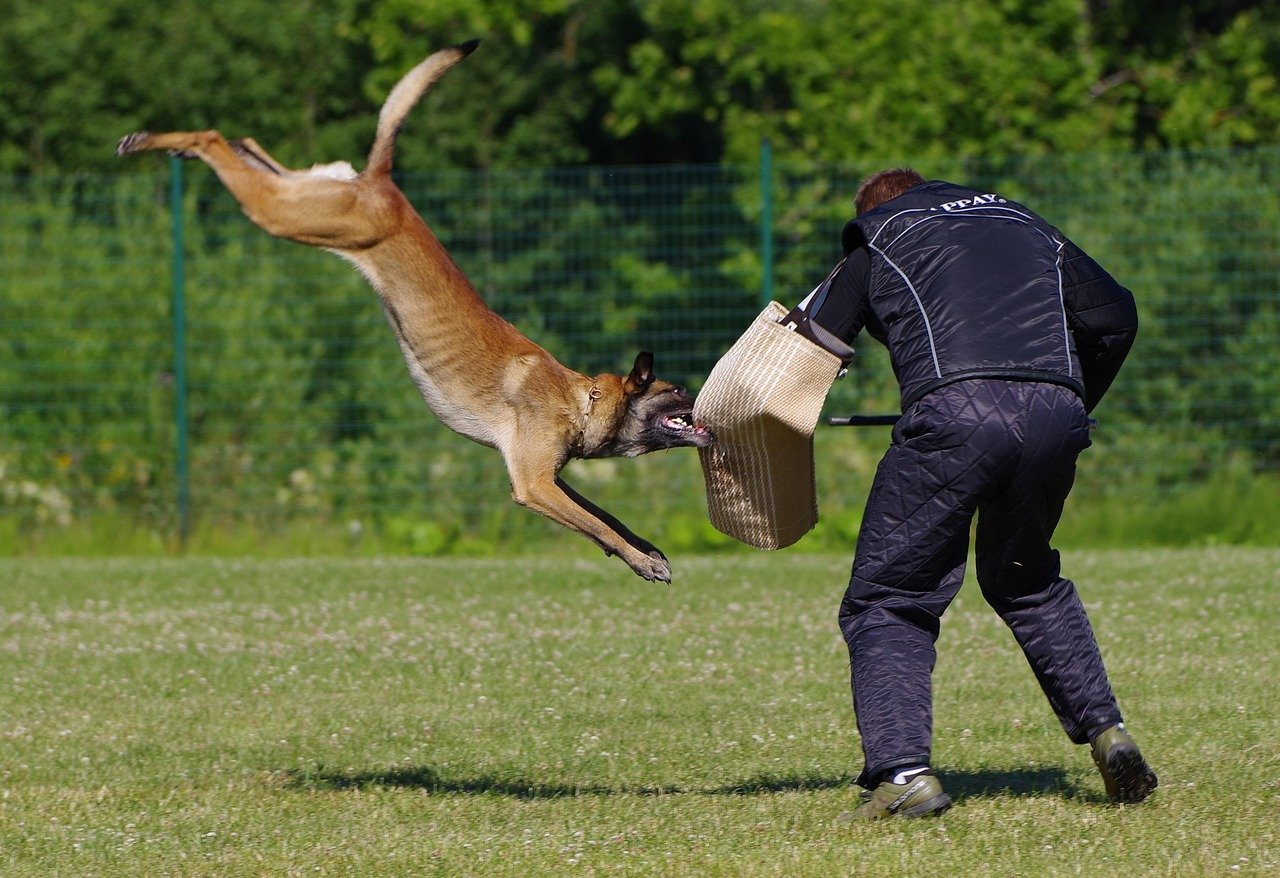 Belgian Malinois - The Canine Athletes (image credits: pixabay)