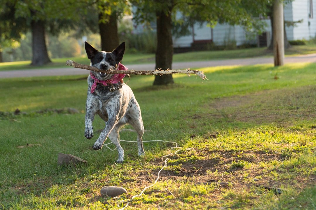 Australian Cattle Dogs - The Tireless Workers (image credits: unsplash)