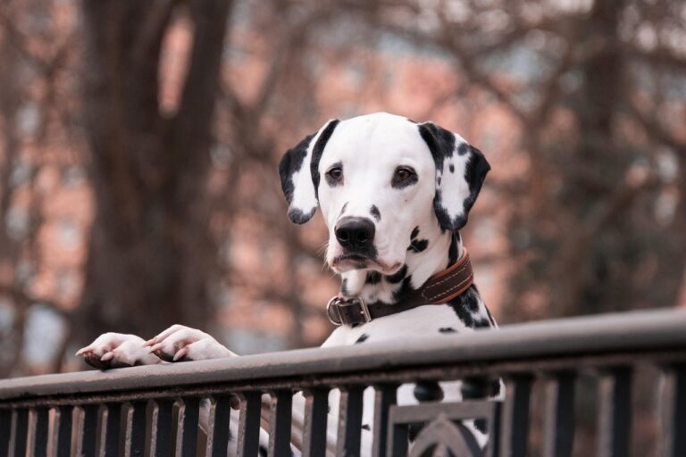 10 Dog Breeds Senior People Need To Avoid Completely