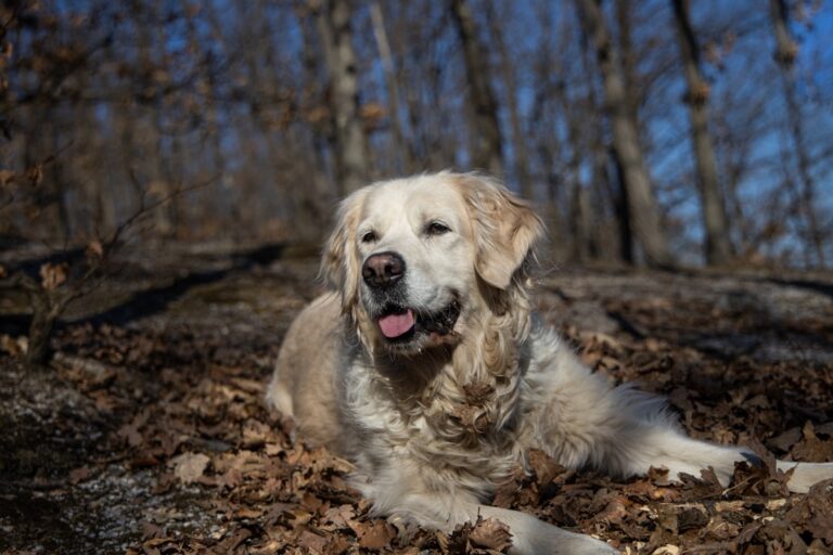 Golden Retriever - The Steady Optimist