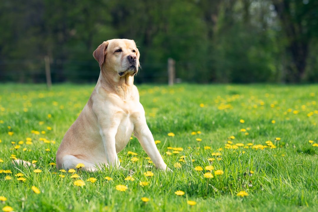 Labrador Retriever - The Dependable Friend (image credits: unsplash)