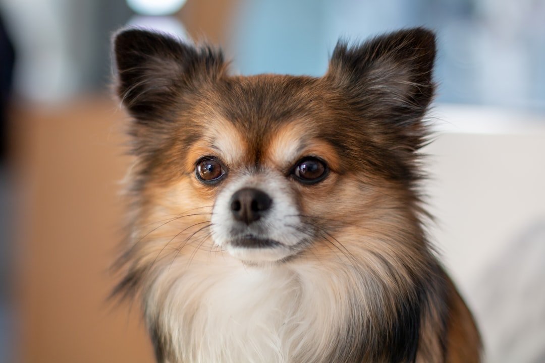 Chihuahua: The Tiny Powerhouse (image credits: unsplash)