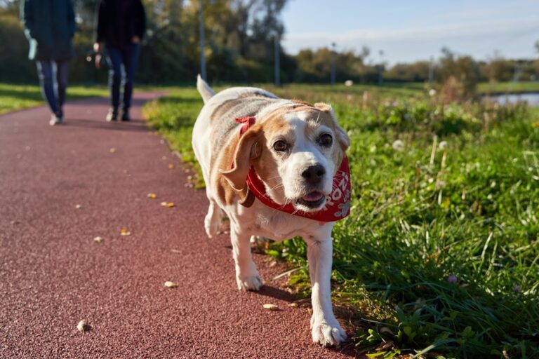 Beagle: The Happy-Go-Lucky Hound