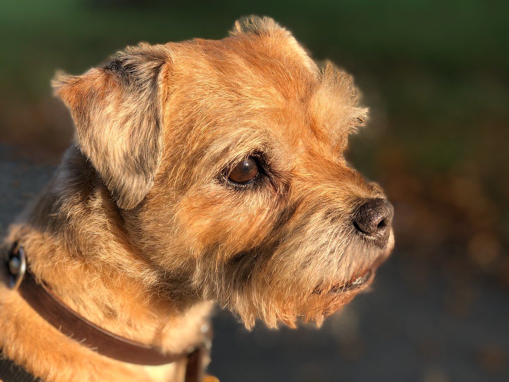 Border Terrier: The Scrappy Adventurer (image credits: flickr)