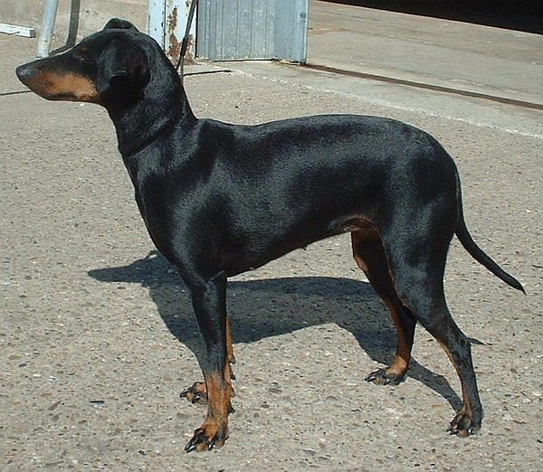 Manchester Terrier: The Sleek Athlete (image credits: wikimedia)