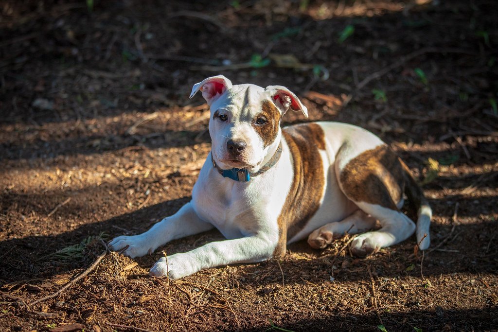 Mixed Breeds: The Best of Everything (image credits: flickr)