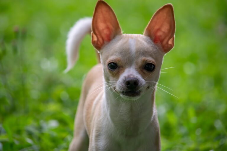 Chihuahuas: Big Attitude in a Tiny Package