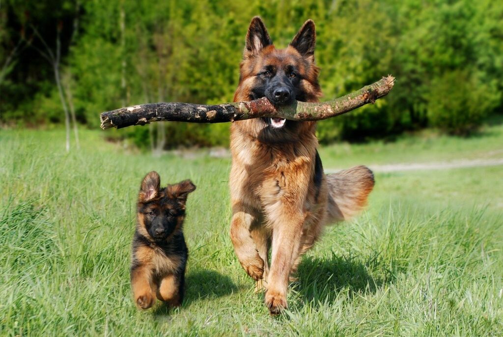 German Shepherds: The Booming Voices of Authority