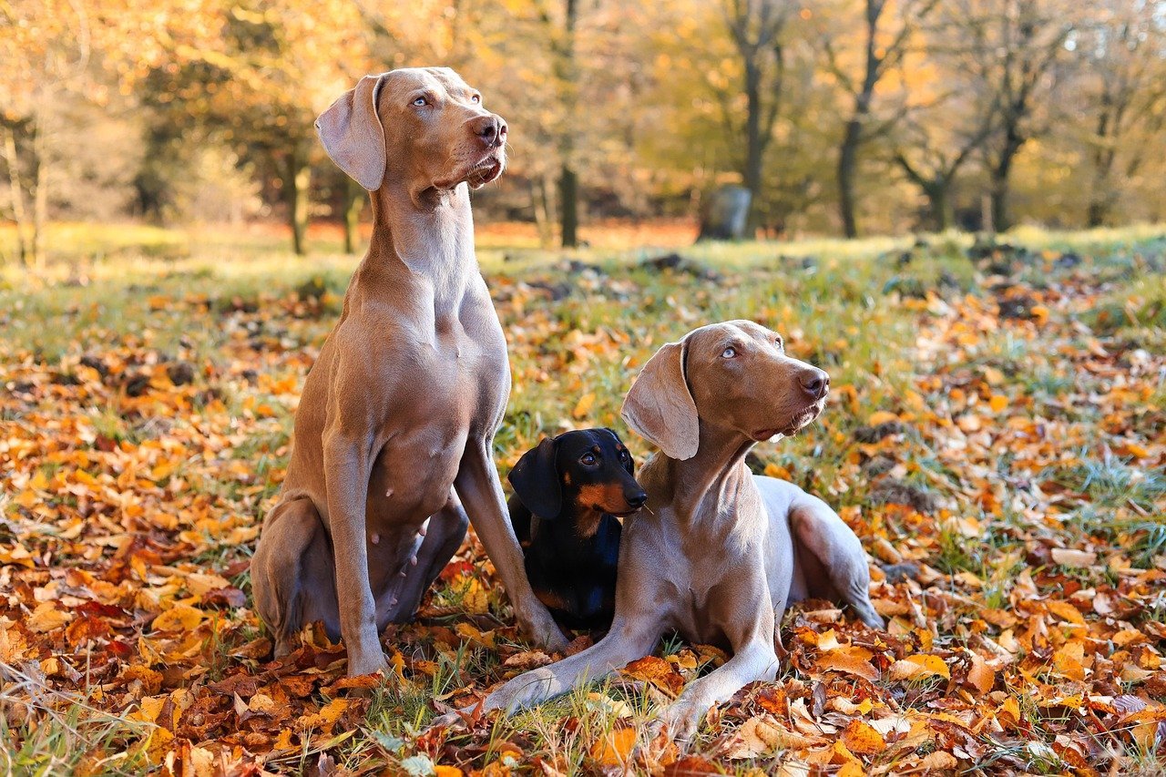 Dachshunds: The Wiener Dogs with Big Opinions (image credits: pixabay)