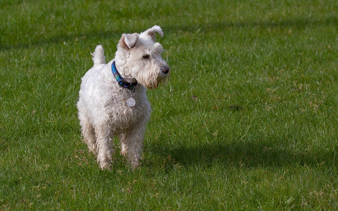 Scottish Terriers: Small Stature, Maximum Volume (image credits: pixabay)