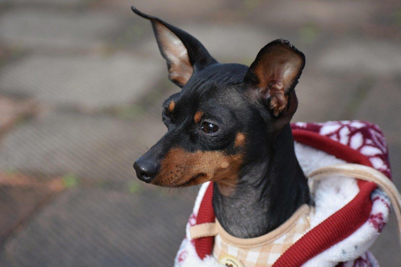 Miniature Pinschers: The Self-Appointed Security Chiefs (image credits: pixabay)