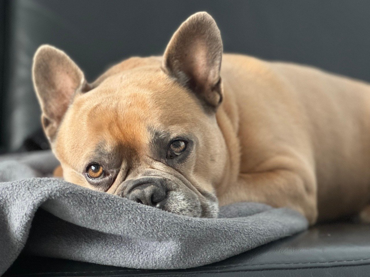 French Bulldog (image credits: pixabay)