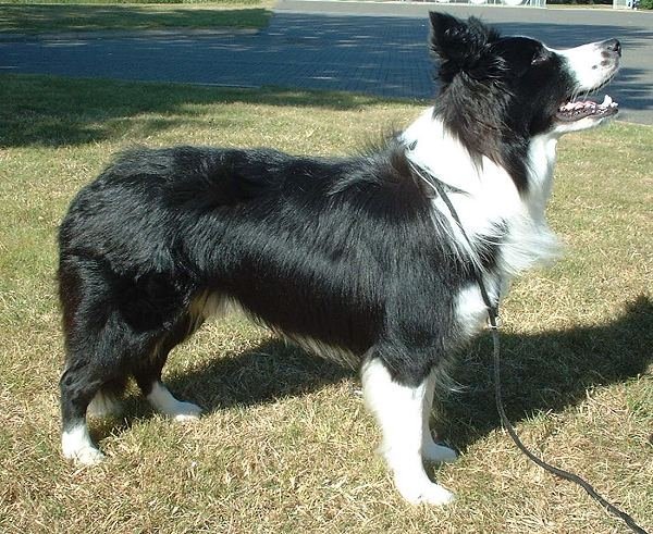 Border Collie (image credits: wikimedia)