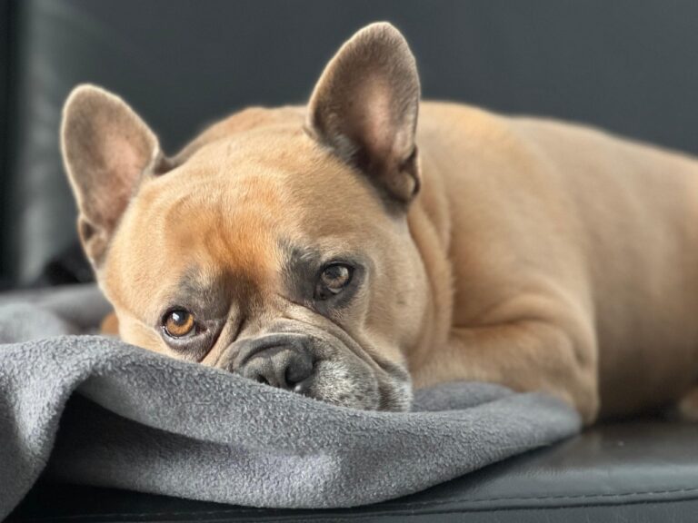 10 Dog Breeds That Will Overwhelm You With Their Constant Need For Attention