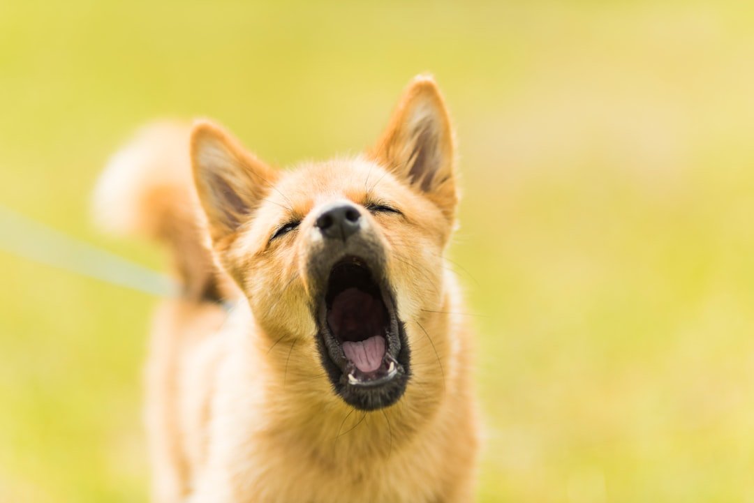 Understanding Why Your Dog Won't Stop Barking