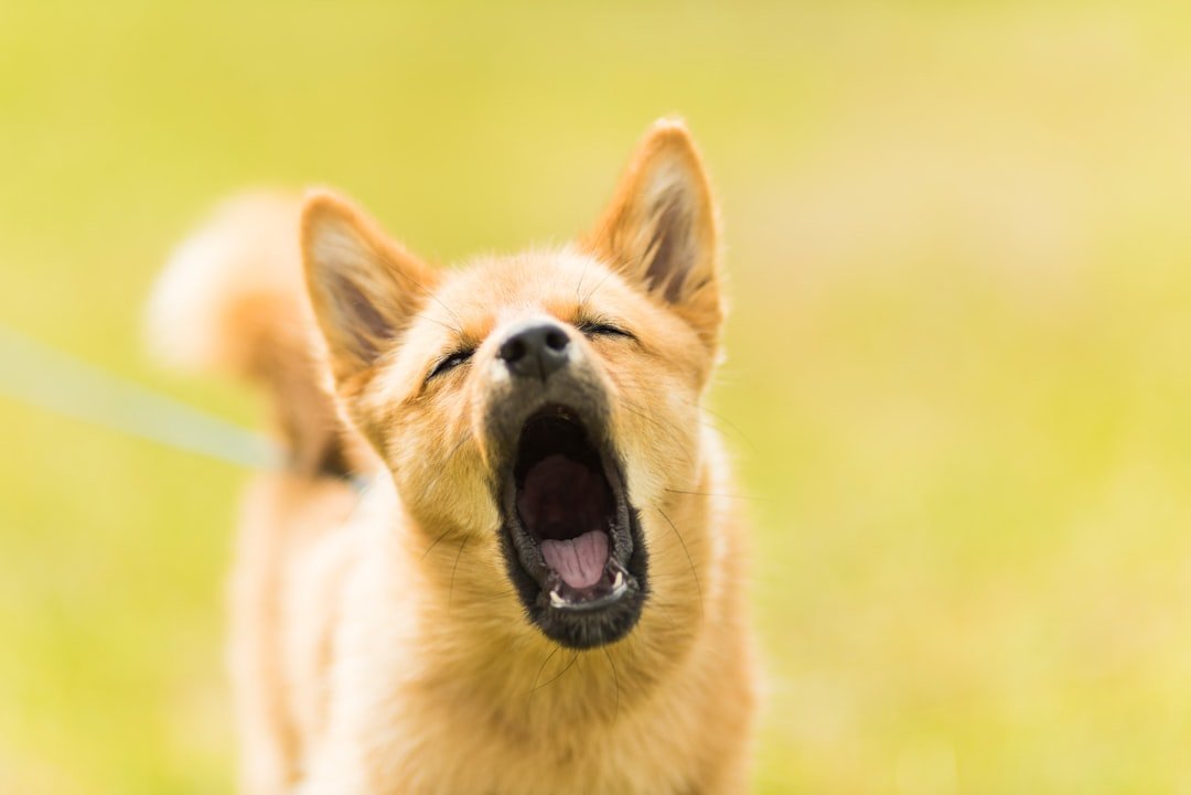 Understanding Why Your Dog Won't Stop Barking (image credits: unsplash)