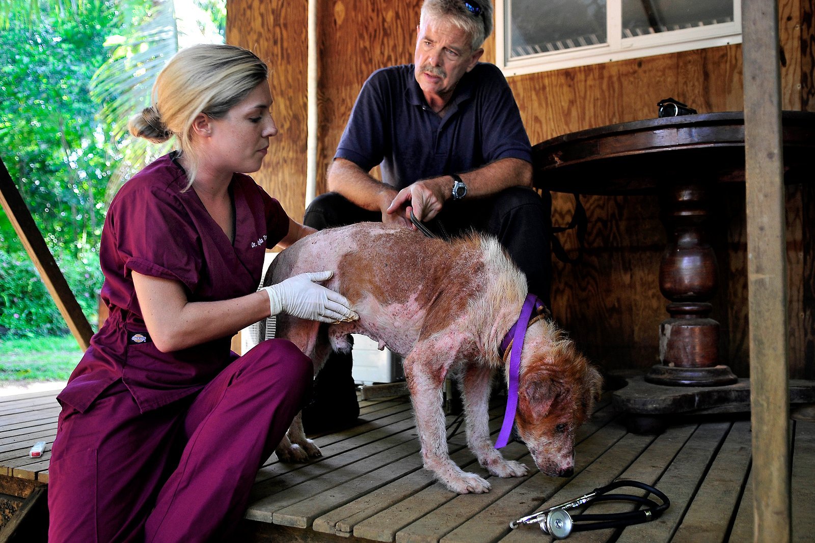 The Medical Side: When Barking Signals Health Issues (image credits: wikimedia)