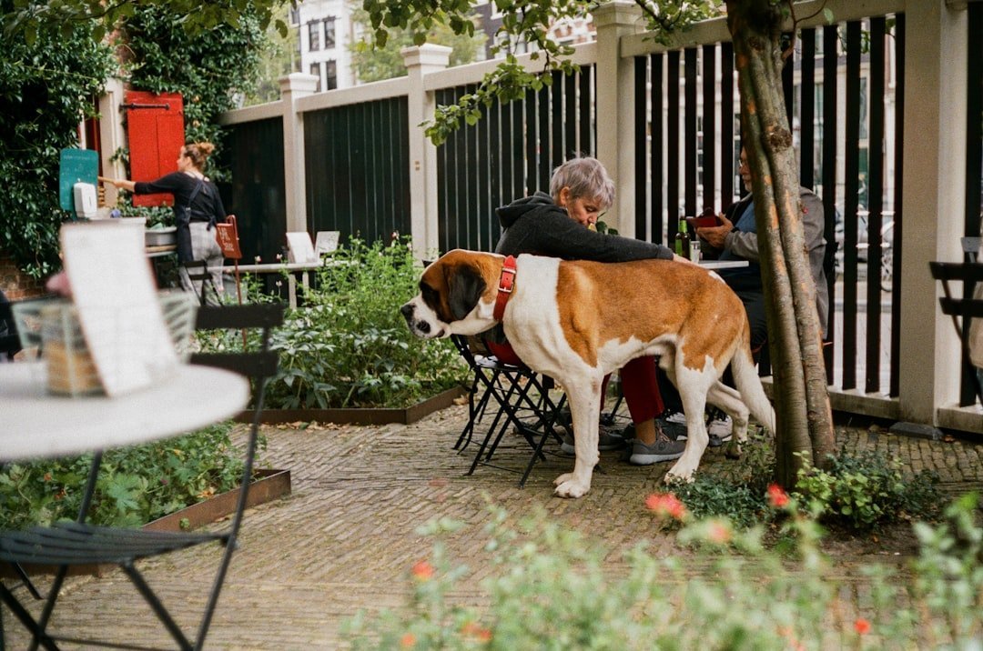 The Power of Ignoring Attention-Seeking Barks (image credits: unsplash)