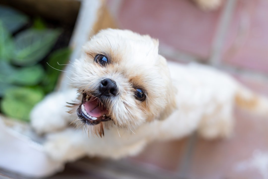 Loyal Lap Dogs: Shih Tzus (image credits: unsplash)