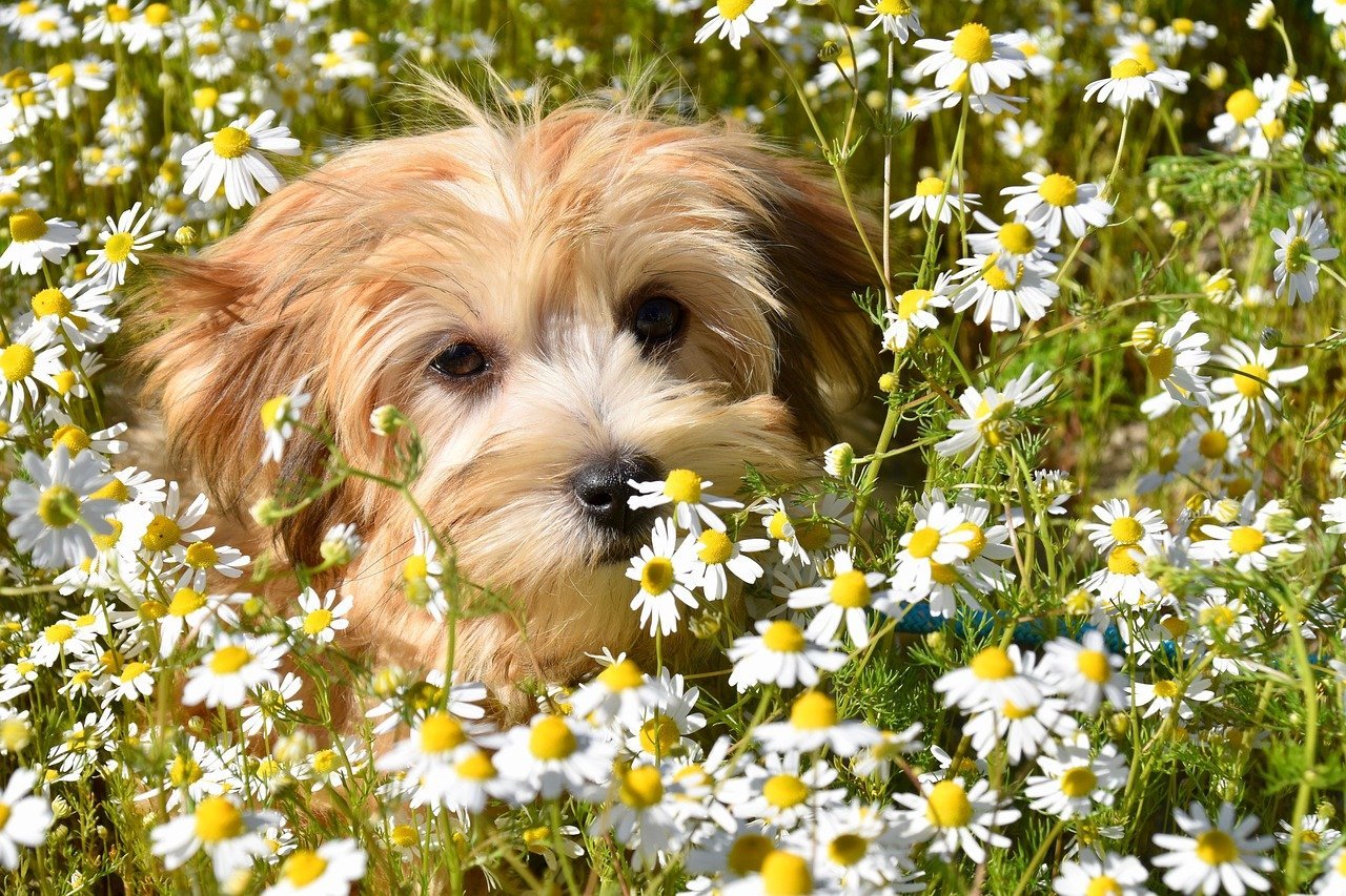 Cheerful Companions: Havanese (image credits: pixabay)