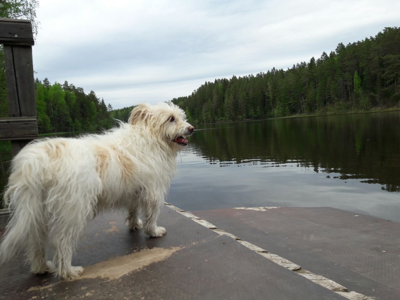 How Dogs Experience Time While You're Away (image credits: wikimedia)