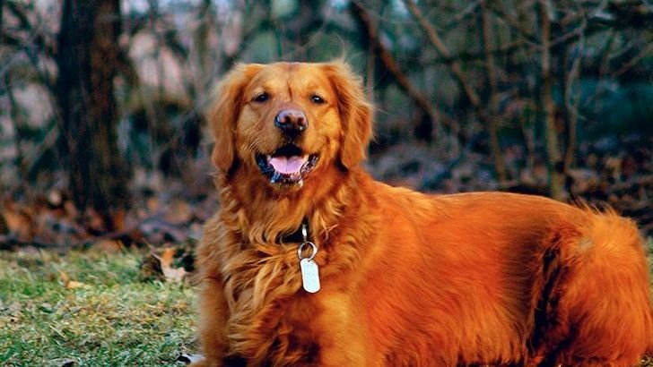 7 Reasons Why a Golden Retriever Might Not Be The Best Dog for You