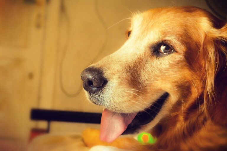Can Dogs Eat Oranges?