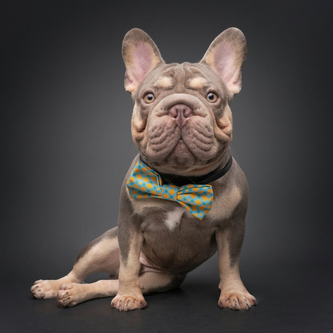 10 Common Health Issues That Afflict French Bulldogs Early in Life