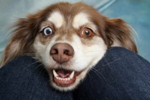 What Does It Mean When a Dog Shows Their Teeth?