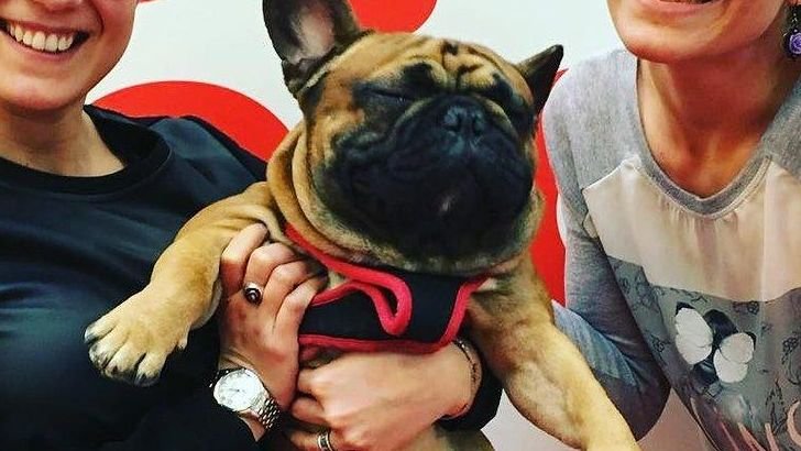 10 Reasons Why The French Bulldog is America's Favorite Dog