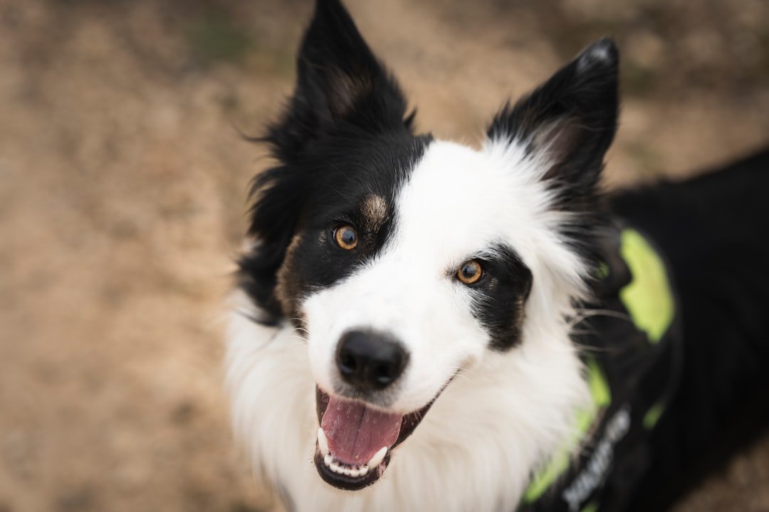 Why A Border Collie Should Never Be Your First Dog