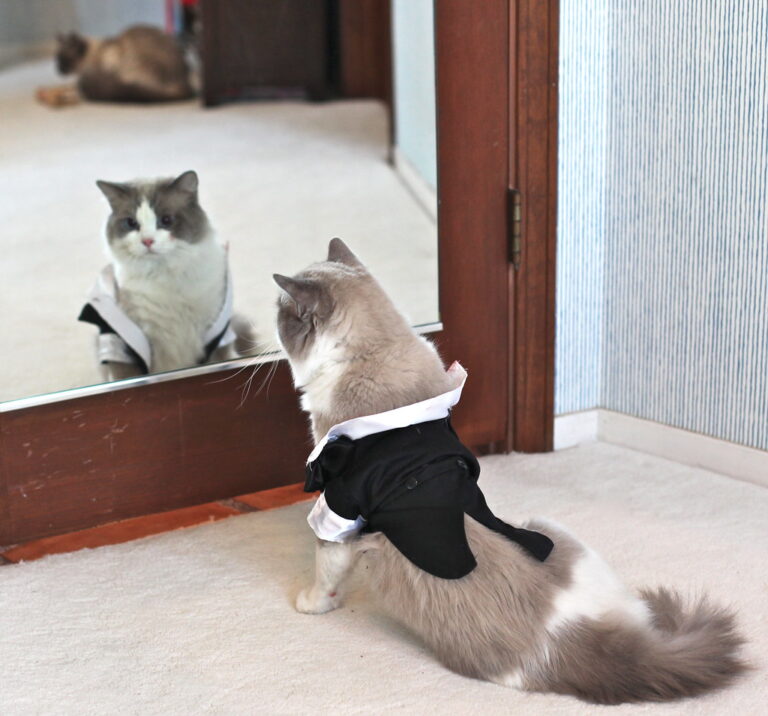 10 Reasons Why Ragdoll Is America's Favorite Cat