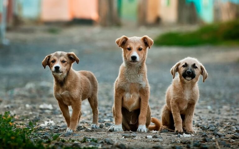 What To Do If You See A Stray Dog In Your Backyard