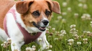 Mixed-Breed Dogs That Align With Your Star Sign's Spirit