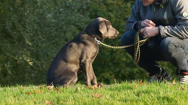 10 Signs Your Dog’s Spirit Will Always Walk Beside You Beyond the Rainbow Bridge