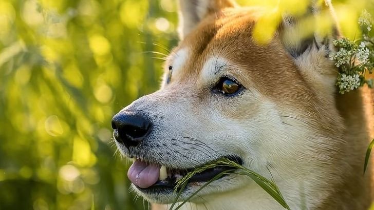 10 Smart Dog Breeds That Can Be Unbelievably Stubborn (And Will Challenge Your Authority!)