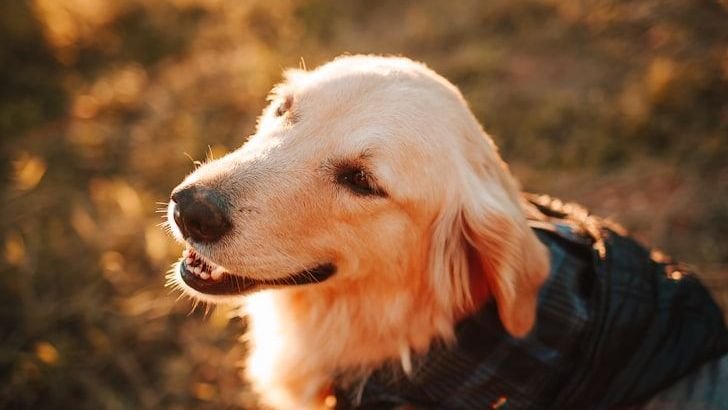Do Dogs Need Coats in Winter?