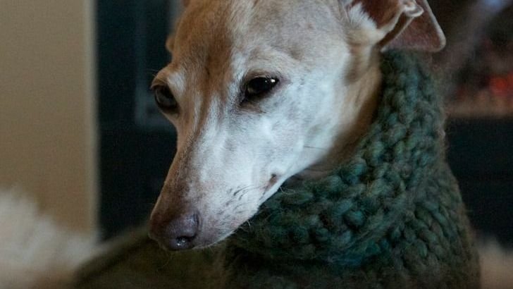 10 Dog Breeds That Need A Coat in Winter (And 5 That Would Rather Frolic in the Snow)