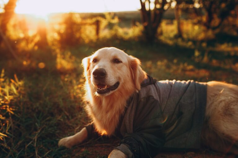 10 Outdated Pet Care Myths That Could Be Hurting Your Dog