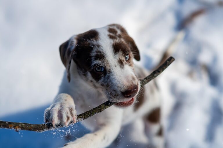 Why You Should Never Scream At Your Dog For Chewing the Furniture