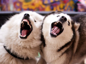Avoid These 10 Noisy Dog Breeds (If You Like a Quiet Companion)
