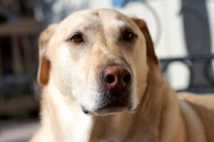 10 Common Mistakes That Might Be Making Your Dog's Anxiety Worse