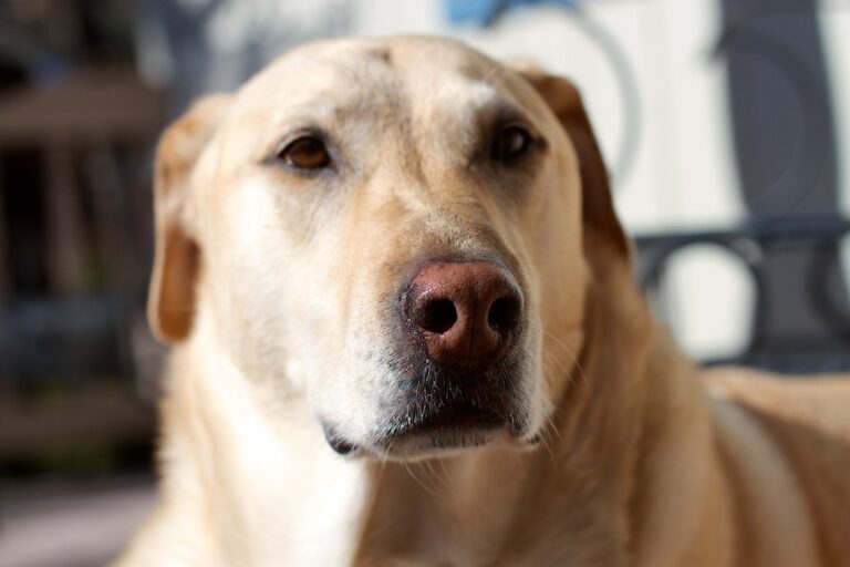 10 Common Mistakes That Might Be Making Your Dog's Anxiety Worse